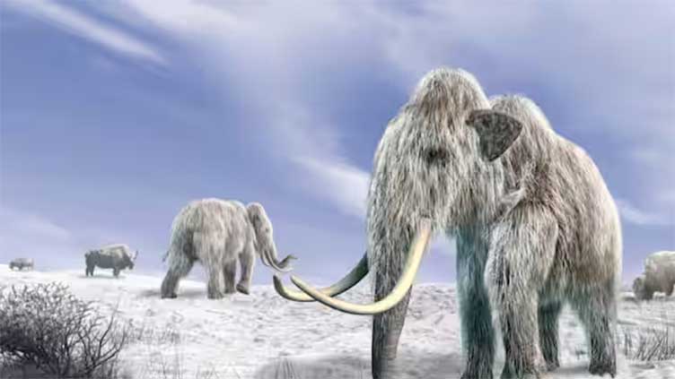 Study says woolly mammoths went extinct because of their blocked nose