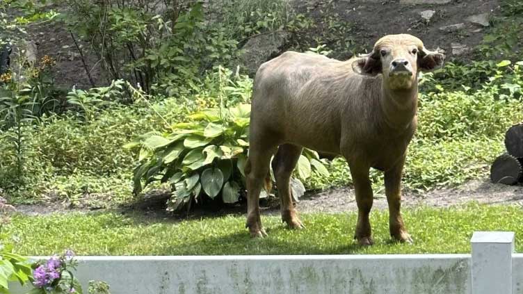 Former owner of water buffalo that roamed Iowa suburb for days pleads guilty