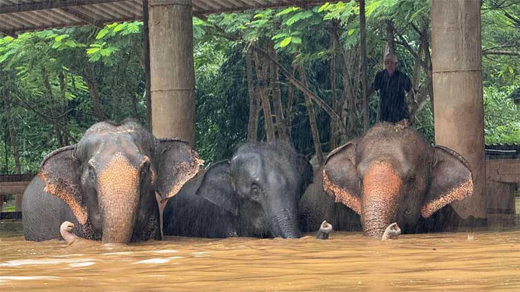 Two elephants die in flash flooding in northern Thailand