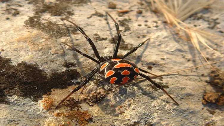 Scientists describe venom of black widow spider as 'a cocktail of different toxins'