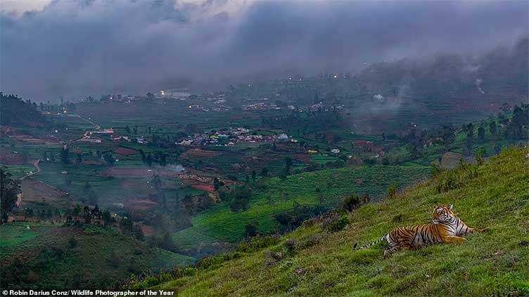 Winners of 2024 Natural History Museum Wildlife Photographer of the Year contest revealed