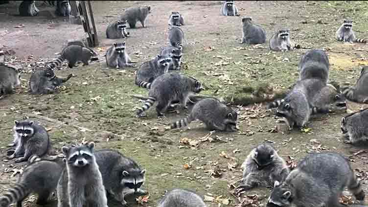 Woman calls police as her house surrounded by 100 racoons who demand food