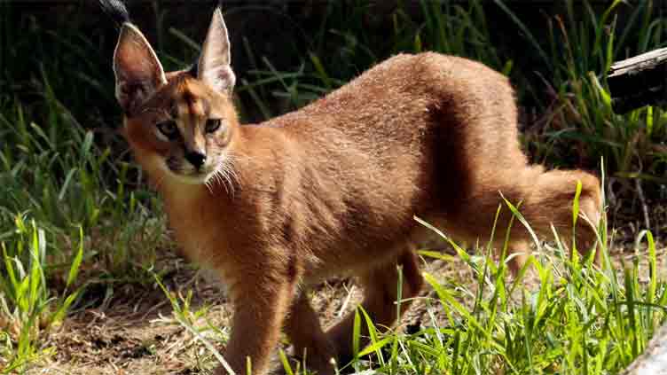 Wild cat native to Africa and Asia captured in Chicago suburb