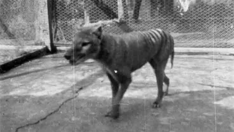 Scientists claim breakthrough to bringing back Tasmanian tiger from extinction