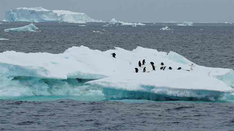 COP16 - From forests to oceans, nature in a dire state