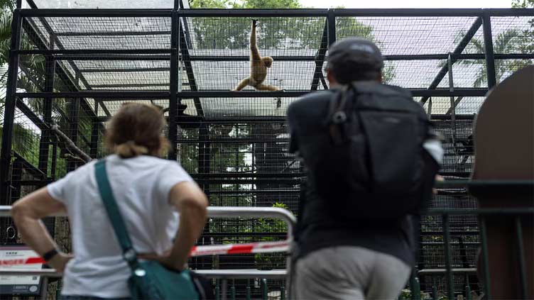 Hong Kong authorities say soil infection killed monkeys, as 11th dies