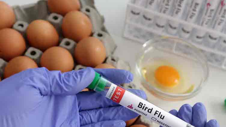 Slovakia reports bird flu outbreak on farm, WOAH says