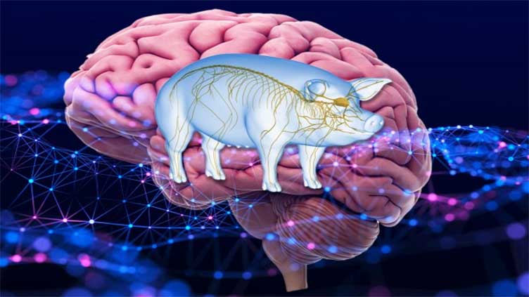 Pig's brain back to life an hour after animal had died in experiment