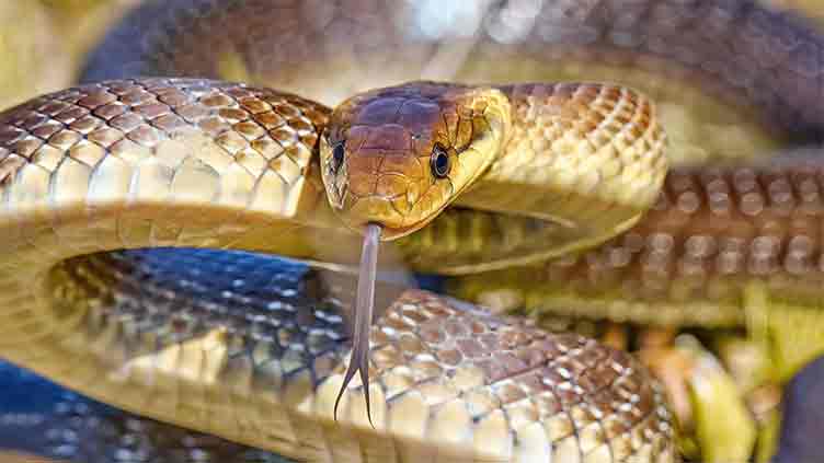 Snake that grows up to 2 metres in length 'living in UK attics and walls'