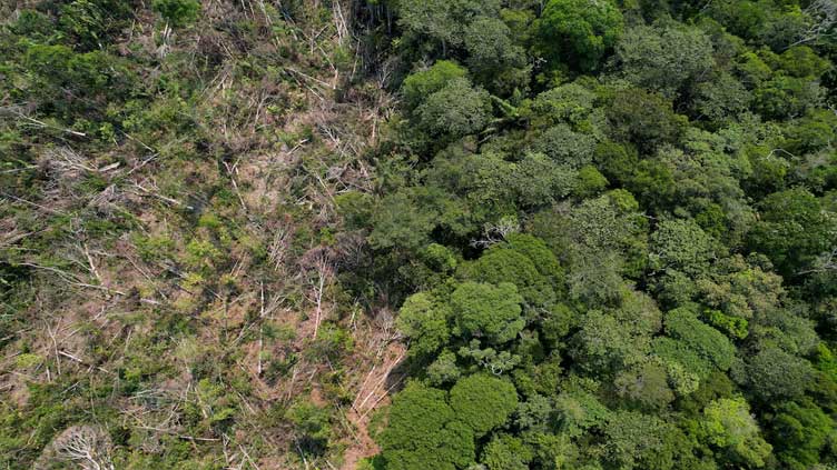 Brazil fines meat packers $64 million for buying cattle from deforested Amazon land