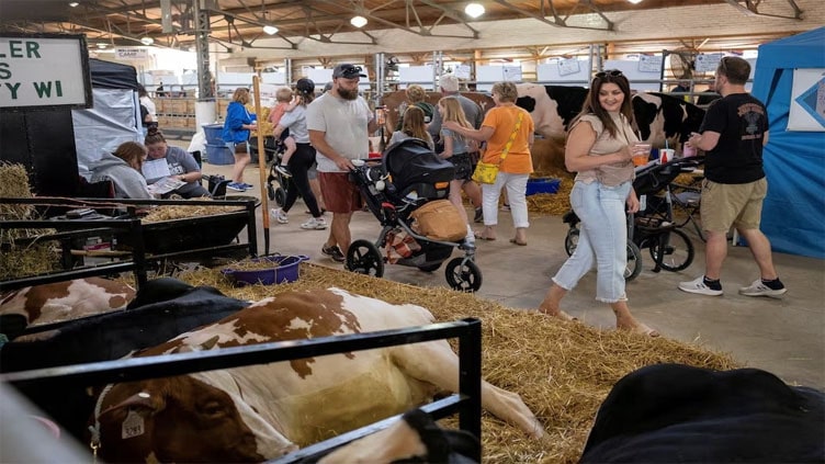 State fairs in US get creative with fake cows