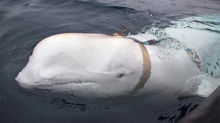 Dunya News Russian 'spy whale' Hvaldimir found dead near Norway