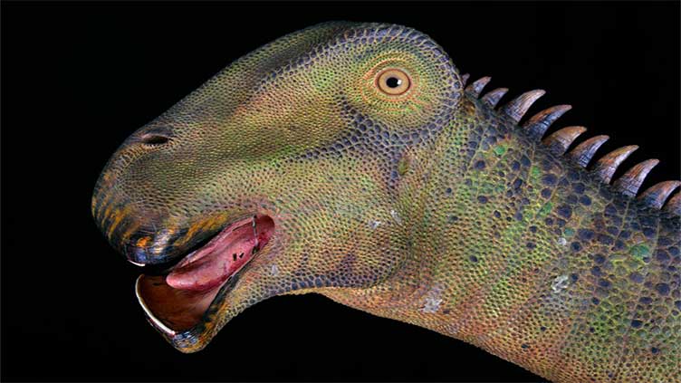 Dinosaurs developed thousands of teeth by chewing plants: Study