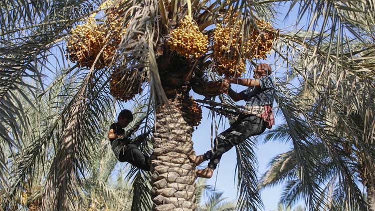 Iraqi date farmers fight drought to protect national treasure