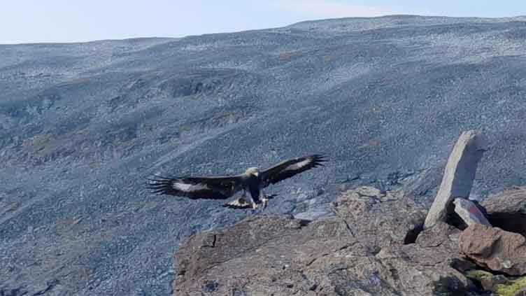 Why golden eagle attacks toddler and 3 others in Norway