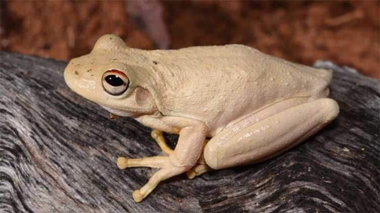 Celebrity-inspired creatures join Australian fauna among 750 new species