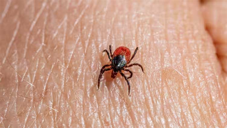 China virus alert! Newly-detected tick-borne virus can damage brain