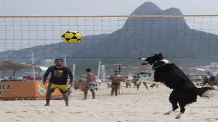 Brazilian dog is not only master in playing footvolley, he teaches game   