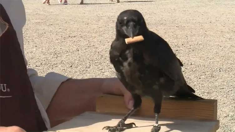 Birds in France trained to pick up cigarette butts in exchange for food