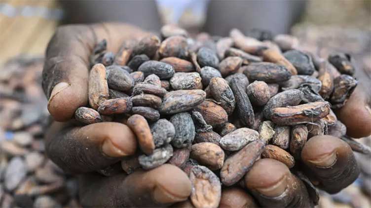 Ghana raises cocoa price by 45 pc to deter smuggling