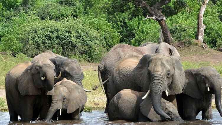 Zimbabwe to cull 200 elephants amid food shortages