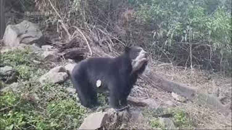 Birth of spectacled bear in Peru brings tear of joy for farming community 