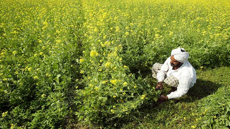 India sharply raises import tax on edible oils to support farmers