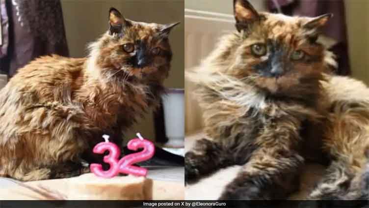 Rosie, World's oldest cat, dies at 33