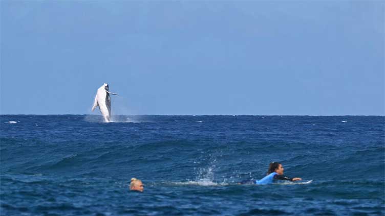 Dunya News In French Polynesia, boom in whale-based tourism sparks concern