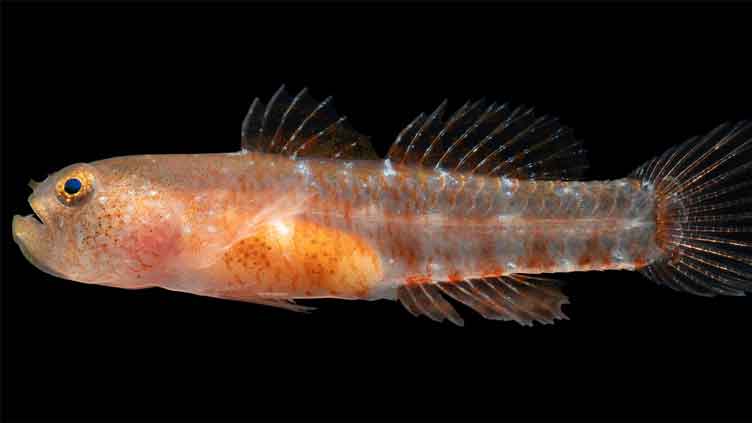 Scientists discover 'grumpy' fish species in Red Sea 