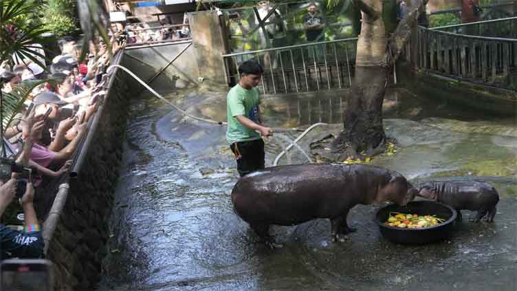 Thailand's hippo has unique face that launches thousands of memes