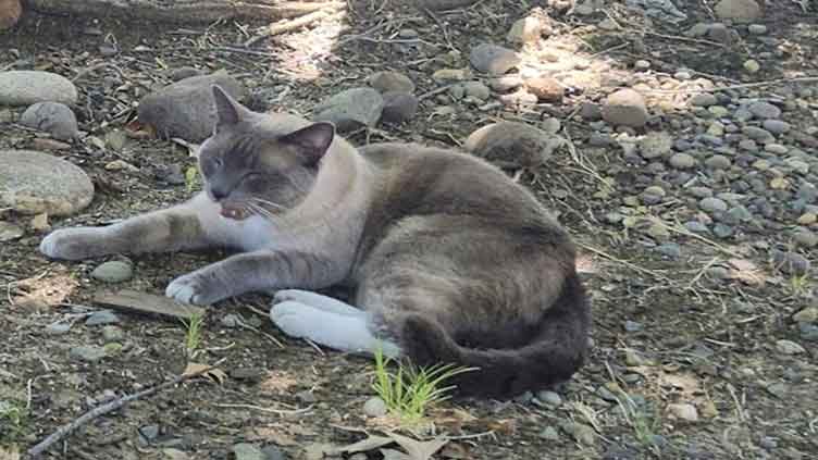 How a lost cat travelled 900-mile journey back home to California alone