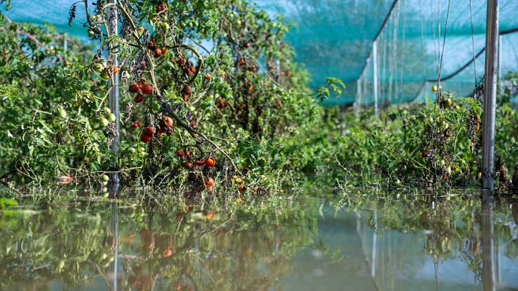 Floods wreck Hungarian farmer's organic harvest