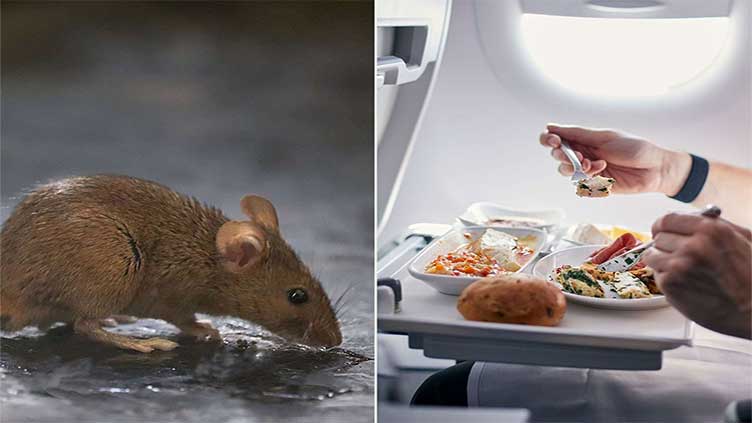 Plane forced to make emergency landing after passenger finds mouse in her meal