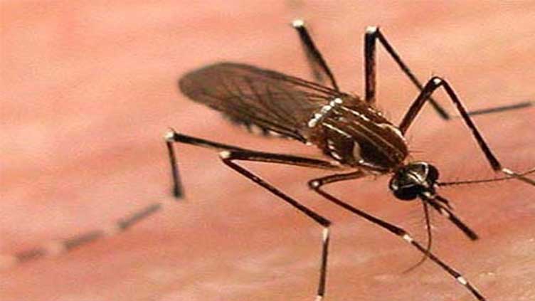 Dengue cases on the rise in Punjab