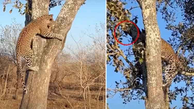 Squirrel outsmarted leopard in viral video from Africa