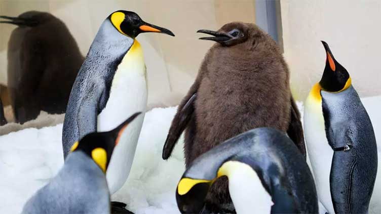 Hefty Australian penguin chick 'Pesto' becomes star