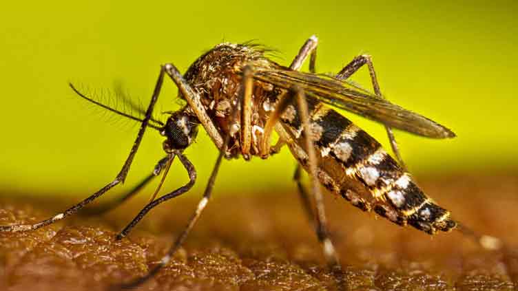 PMD issues dengue outbreak warning for month of October