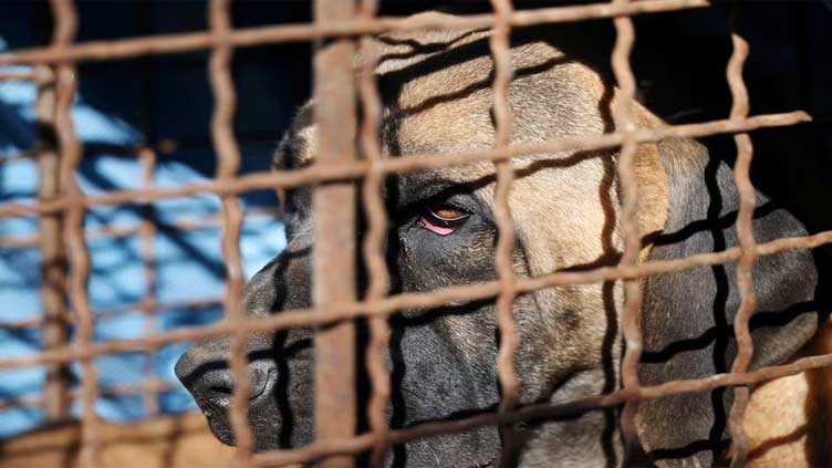 South Korea offers incentives, adoptions ahead of ban on farming dogs for food