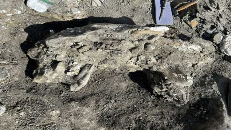 Massive dinosaur skull unearthed after 72million years in bone-filled creek