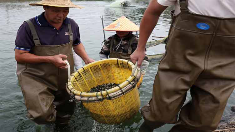 The Chinese fish town caught in the US tariff net