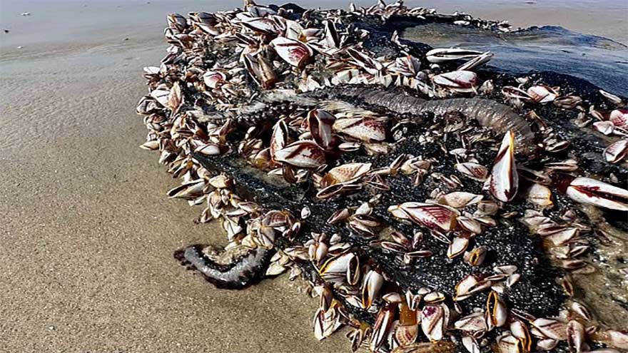 Toxic sea creatures washing up along US coast