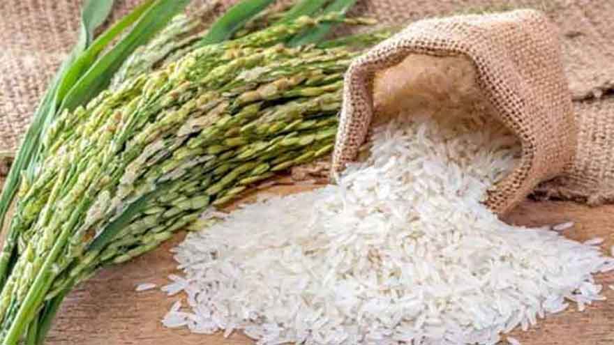 Punjab University develops new hybrid rice seed with help from Chinese experts