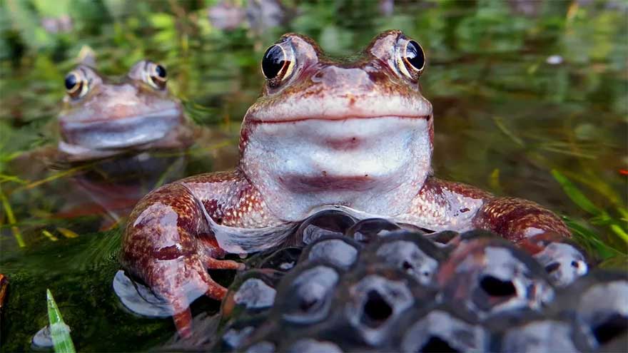 How do frogs breathe, drink through their skin?
