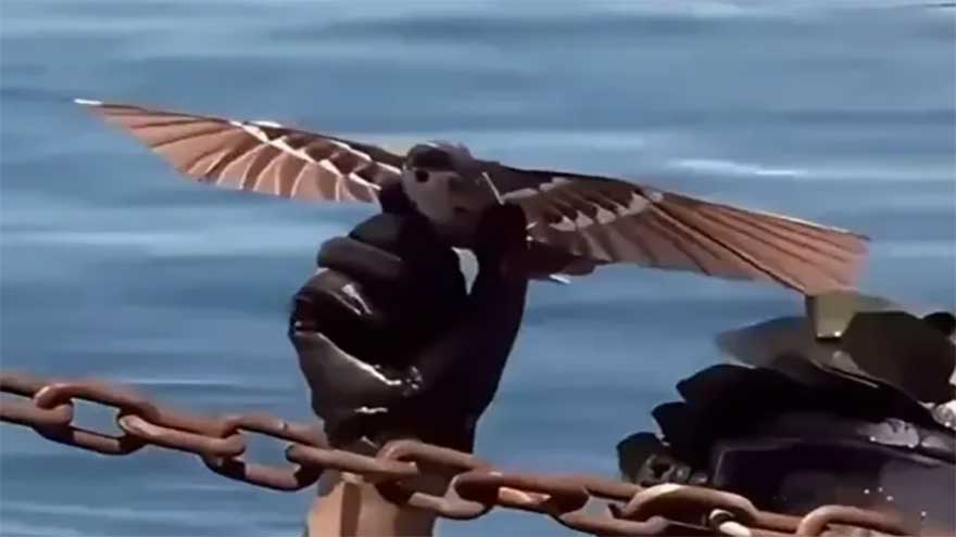 China develop killer bird-drone powered by flapping wings