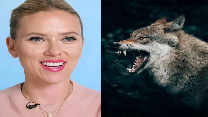 Voice of Scarlett Johansson being used to scare off wolves