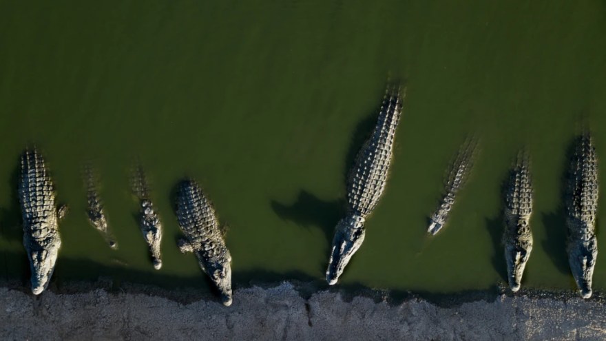 Israel euthanises crocodiles after repeated escapes and inhumane treatment