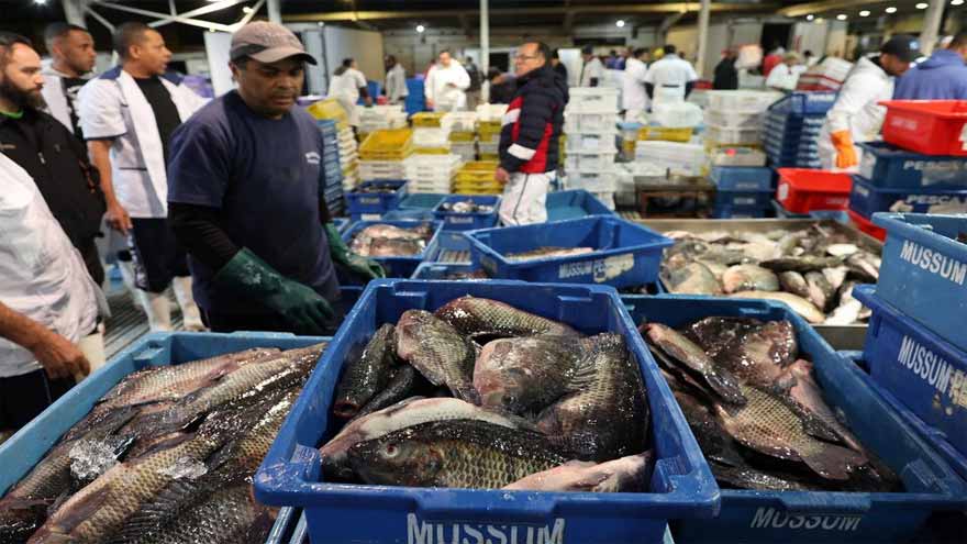 Brazil's fish industry, hit with 50pc US tariff, seeks a lifeline