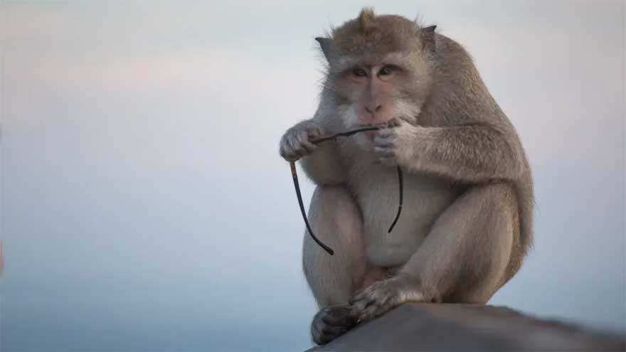 Monkeys caught targeting tourists, making off with phones to trade for food