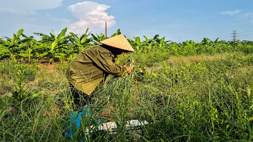 Dunya News Fistful of dollars and rice for Vietnam farmers displaced for $1.5 billion Trump golf club